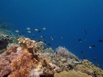 Close-up of fish swimming in sea