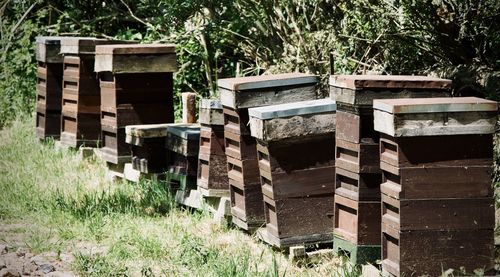 Close-up of bees on wood in field