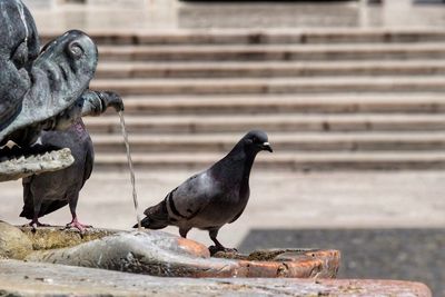 Pigeon perching on a sculpture