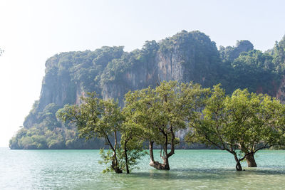 Trees by sea against clear sky