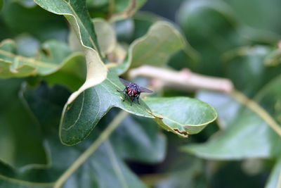 Close-up of insect on plant