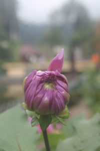 Close-up of pink flowering plant on field