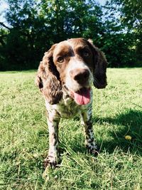 Portrait of dog on field