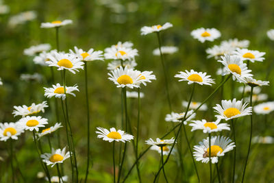 Close-up of white daisy flowers blooming in field