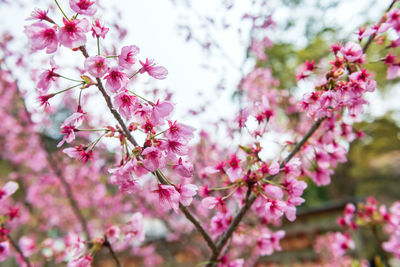 Close-up of pink cherry blossom