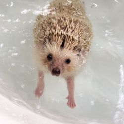 Close-up of owl in water