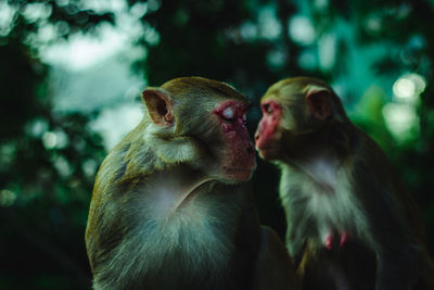Close-up of monkeys against blurred background