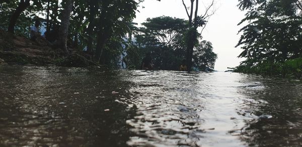 Surface level of water flowing in forest