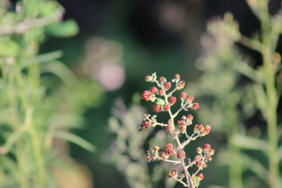 Close-up of flowering plant