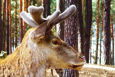 Close-up portrait of deer