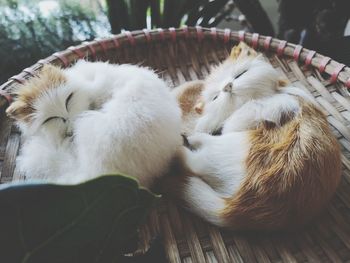 Close-up of a cat sleeping