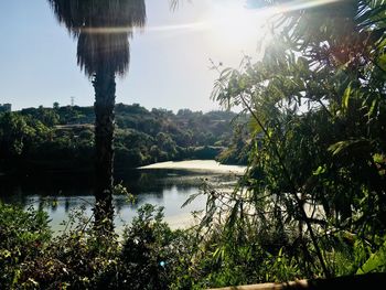 Scenic view of lake in forest against sky