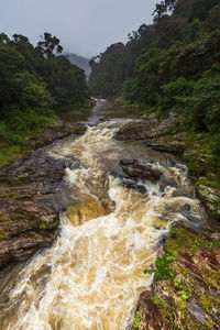 Scenic view of stream flowing in forest