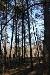 View of trees in forest