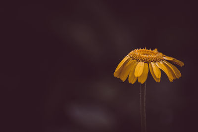 Close-up of yellow flower against black background