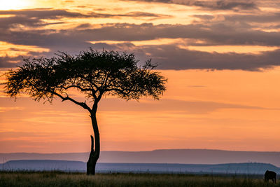 Silhouette tree on field against romantic sky at sunset