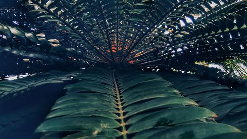 Detail shot of palm leaves