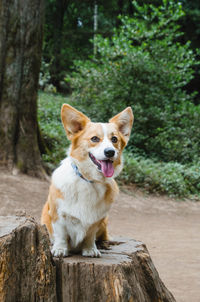 View of a dog looking away