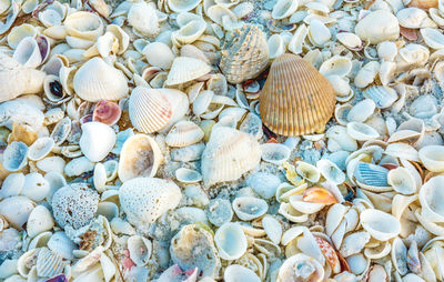 Full frame shot of shells on beach