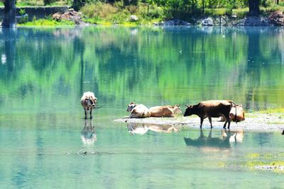 Horses drinking water