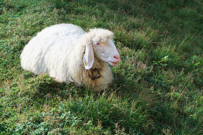 Sheep in a field