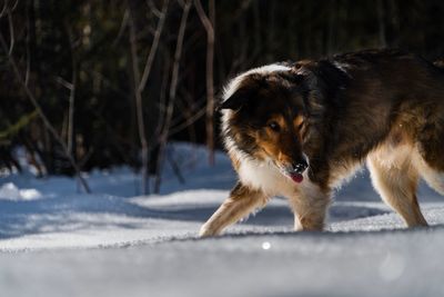 Dog in a snow