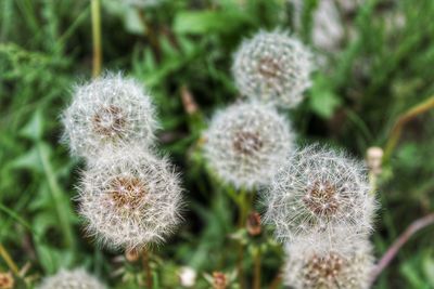 Close-up of flowers