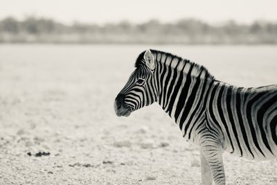 Zebra standing on field