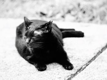 Close-up of cat sitting outdoors