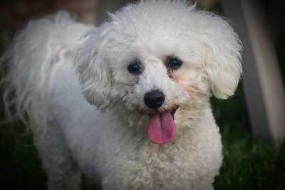 Close-up portrait of a dog