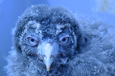 Close-up portrait of a owl