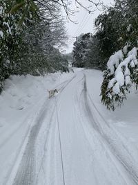 Snow covered road amidst trees