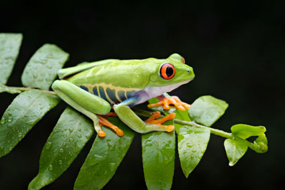 Close-up of green frog on leaf