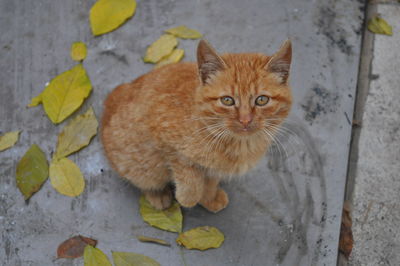 High angle view portrait of ginger cat on footpath