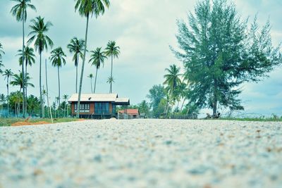 Palm trees on beach against sky