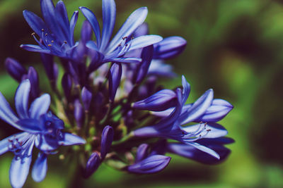 Close-up of purple flowering plant