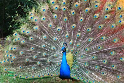 Peacock feathers