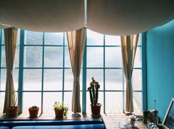 Potted plants on window sill at home