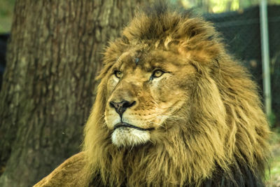 Close-up of a cat looking away