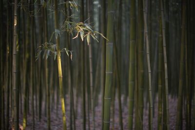 Close-up of bamboo plants in forest