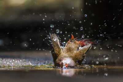 View of birds swimming in lake