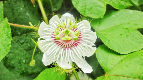 Close-up of flower blooming outdoors