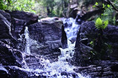 Close-up of wet trees against blurred background