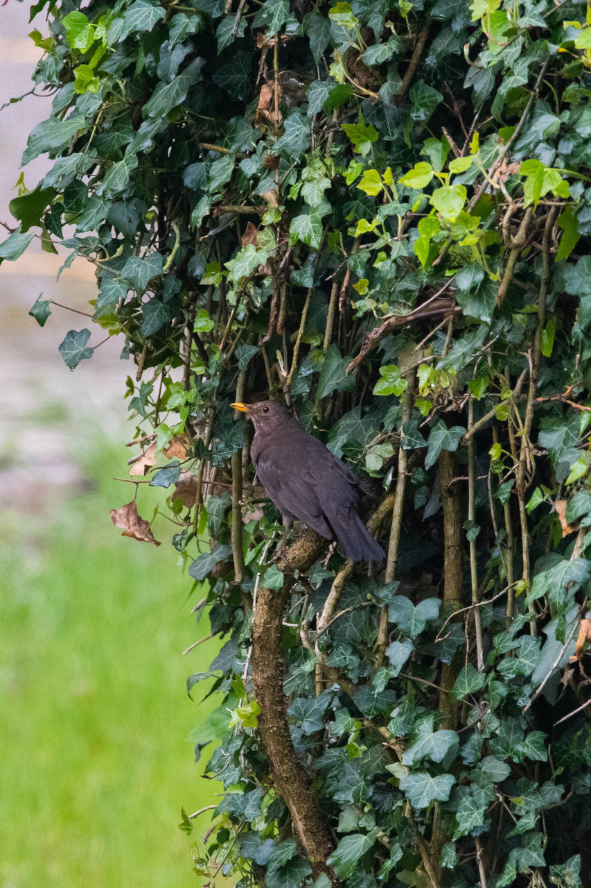 BIRD PERCHING ON BRANCH