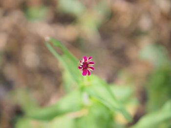 Close-up of pink flowering plant