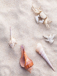 High angle view of shells on sand