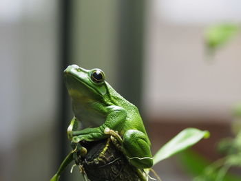 Close-up of frog