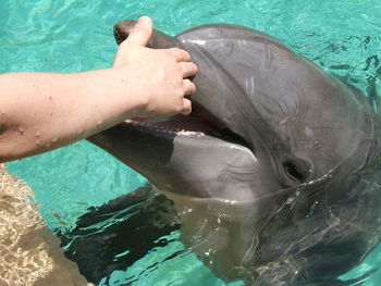 Cropped hand of woman touching dolphin in swimming pool