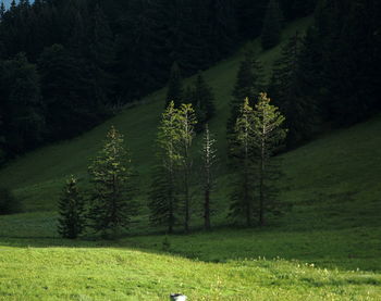 Scenic view of pine trees on field