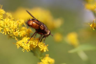 Close-up of insect pollinating on flower